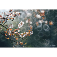 TTArtisan | Lens 250mm f/5.6 for M42