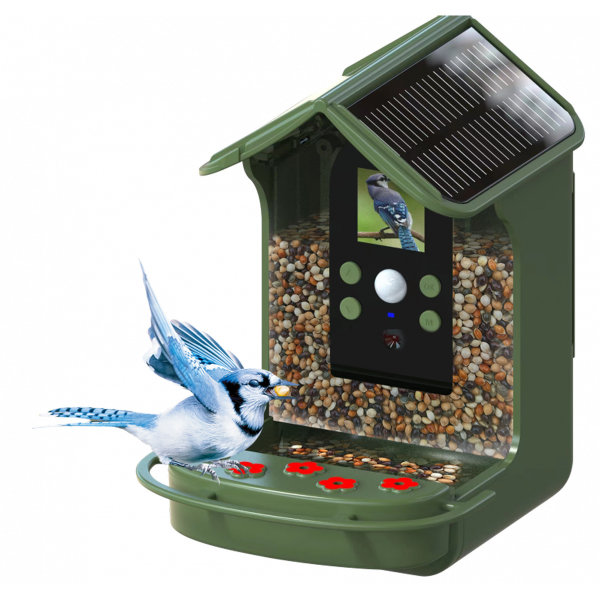 Braun | Bird Cam 130 Solar, Wildkamera