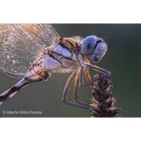 LAOWA Objektiv | AF 180mm f/4,5 1,5X Macro