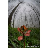 7Artisans Objektiv | 6mm f/2 Fisheye