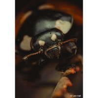 LAOWA | Aksen Objektiv | 17,5mm f/1,7 5-10X U.M